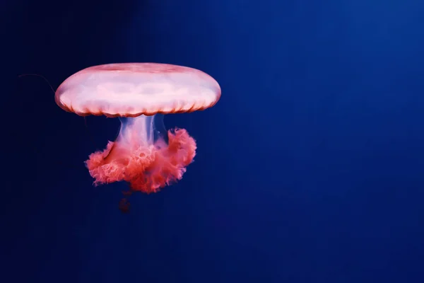 Medusas Rojas Brillantes Sobre Fondo Azul Oscuro —  Fotos de Stock