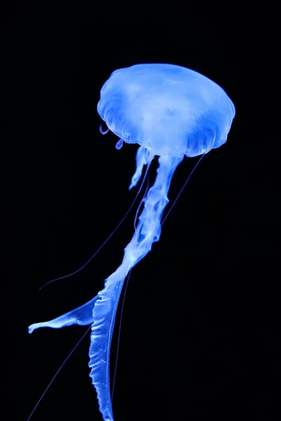 Medusas Azules Neón Sobre Fondo Negro —  Fotos de Stock