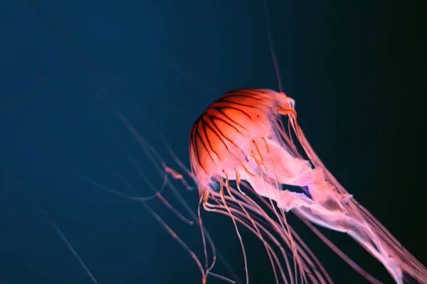 Medusas Rojas Brillantes Sobre Fondo Marino —  Fotos de Stock