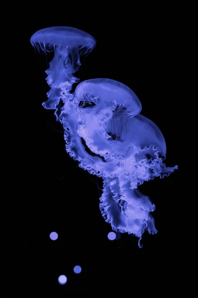 Пурпурная Медуза Черном Фоне — стоковое фото