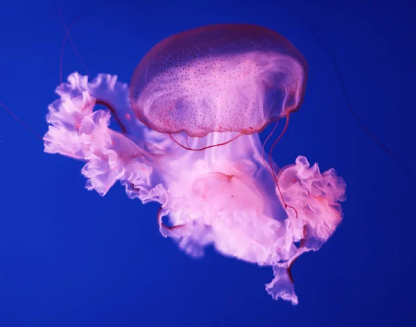 Medusas Rosadas Brillantes Sobre Fondo Azul Oscuro —  Fotos de Stock