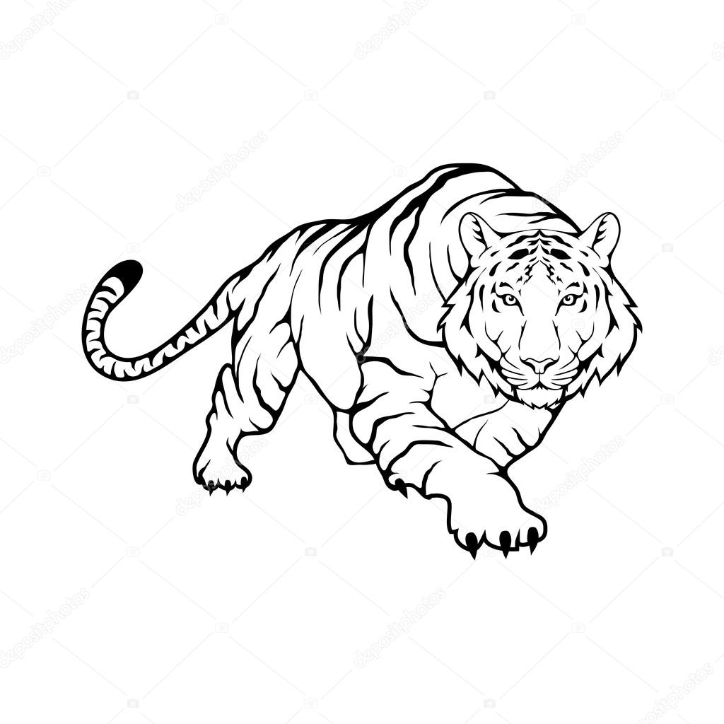 Tiger Logo Template Vector Image By C Korniakovstock Tiger Logo Template Vector Image By C Korniakovstock