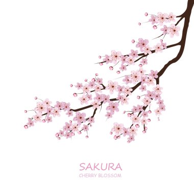 pembe sakura çiçekler
