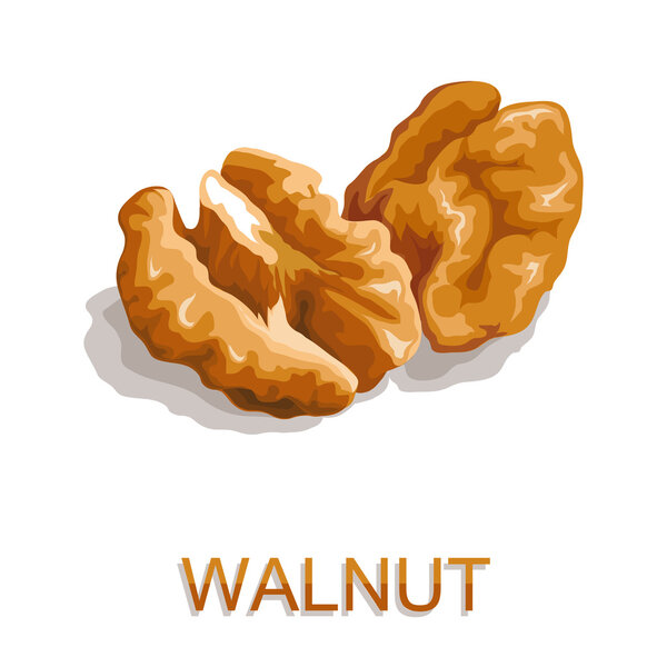 Орехи изолированы на белом