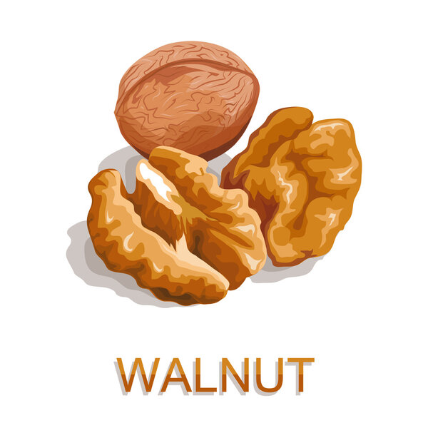 Walnuts isolated on white