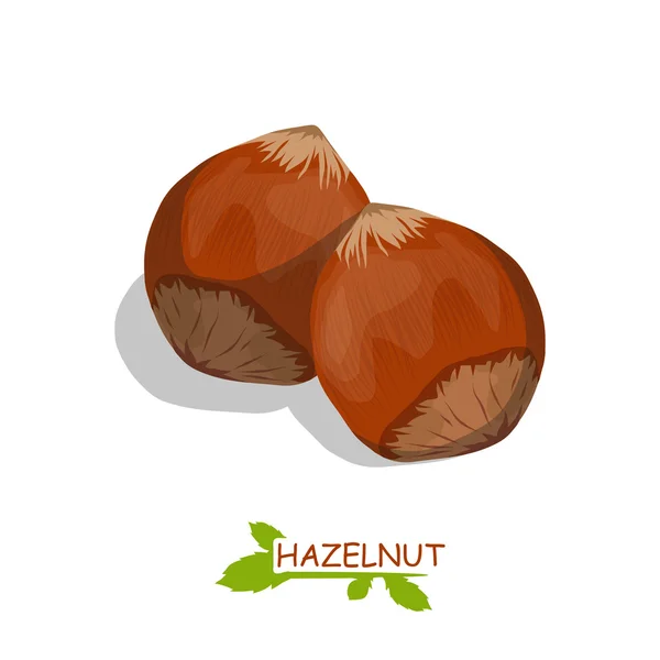 Hazelnuts isolated on white — Stock Vector