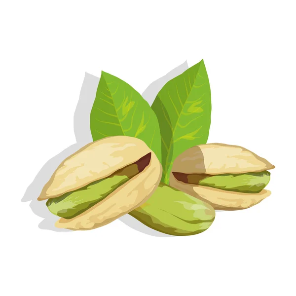 Pistacho con hojas verdes — Vector de stock