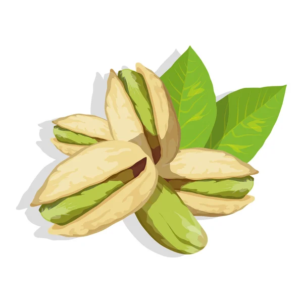 Pistacho con hojas verdes — Vector de stock