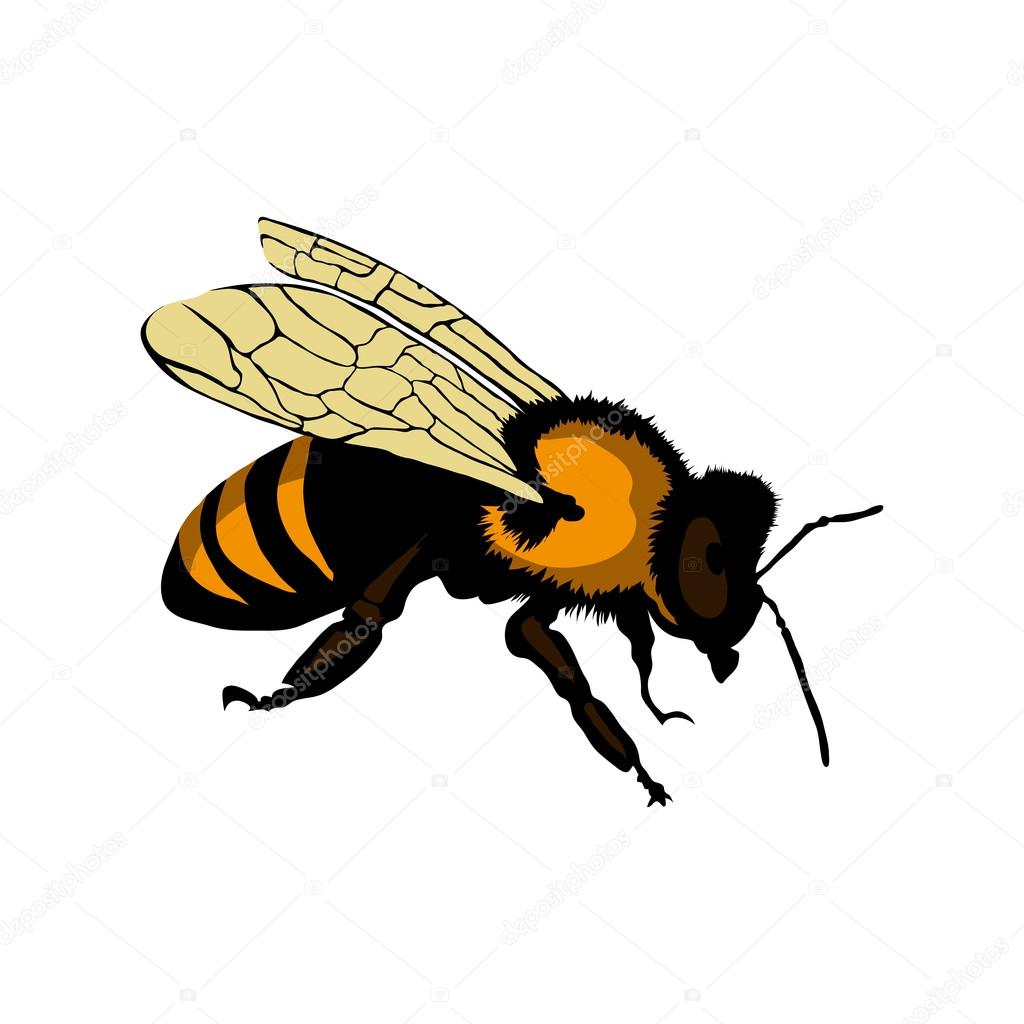 Bee logo illustration Stock Vector Image by ©korniakovstock@  #123429018