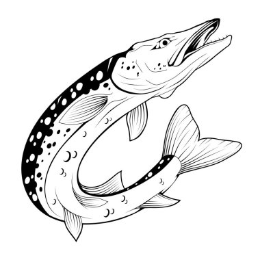  Pike İmajı. Kuzey turna balığı. Balık canavarı. Maskot, logo ya da sembol çizimi. Turna balığı. Spor balıkçılık kulübü. Tasarlanacak vektör grafikleri