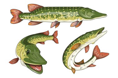  Pike Image. Northern pike. Fish monster. Sketch for mascot, logo or symbol. Pike fishing. Sport fishing club. Vector graphics to design clipart