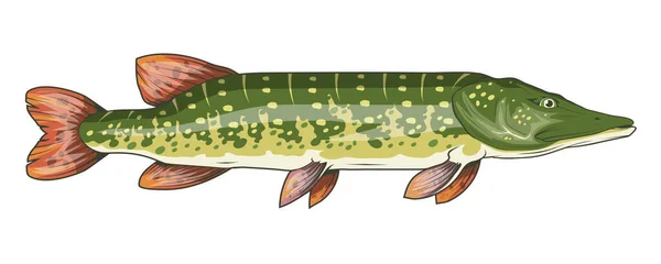 Gäddbild Nordgädda Fiskodjur Skiss För Maskot Logotyp Eller Symbol Gäddfiske — Stock vektor