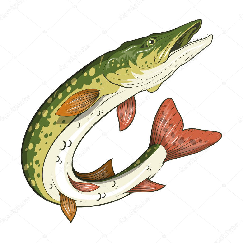  Pike Image. Northern pike. Fish monster. Sketch for mascot, logo or symbol. Pike fishing. Sport fishing club. Vector graphics to design