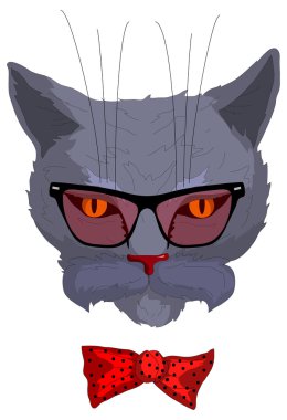 Hipster kedi içinde gözlük