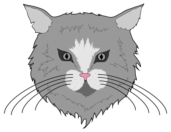 Grey cat isolated — Stock Vector