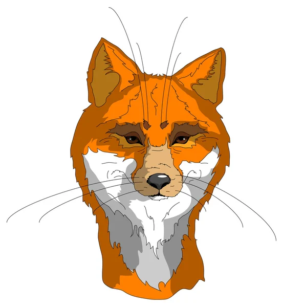 Mooi fox geïsoleerd — Stockvector