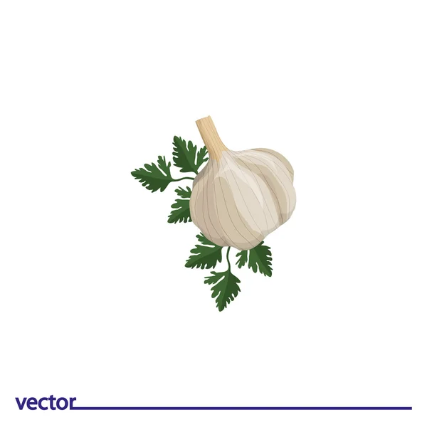 Icon of garlic with parsley — Stock Vector