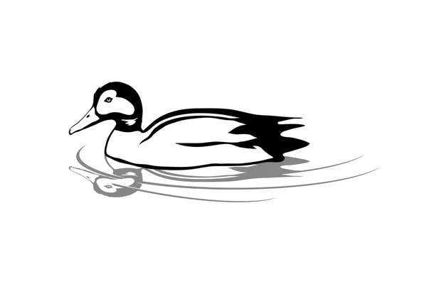 Schwarze Wasservogelente — Stockvektor
