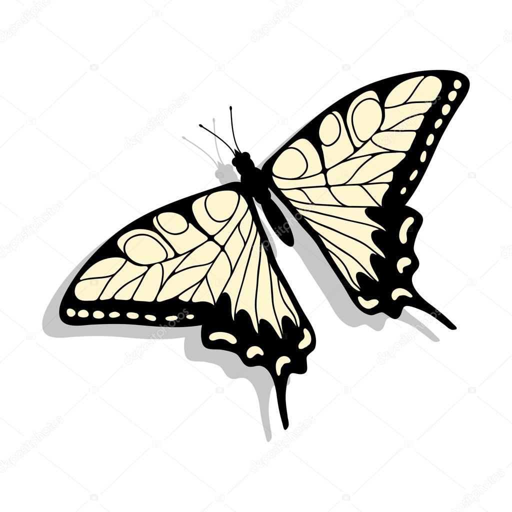 Beautiful butterfly illustration