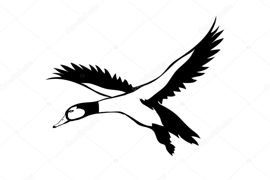 Black and white flying duck