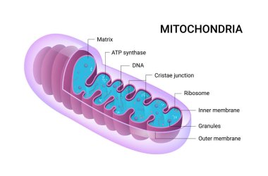 Vector diagram of Mitochondria. Cross-section view. Medical infographics. clipart