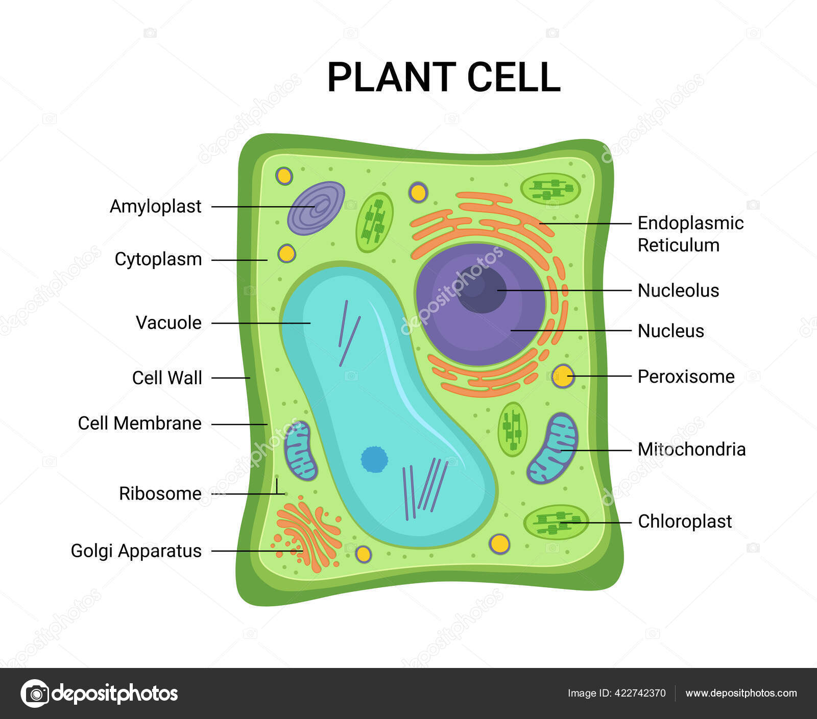 Cell Nucleus Diagram