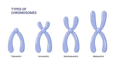 Vector illustration chromosomes types isolated on white background clipart