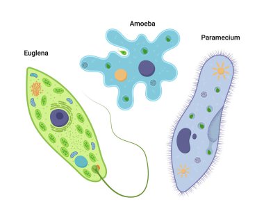 Vector illustration of unicellular organisms. Amoeba proteus Paramecium caudatum and Euglena viridis. Protozoa clipart