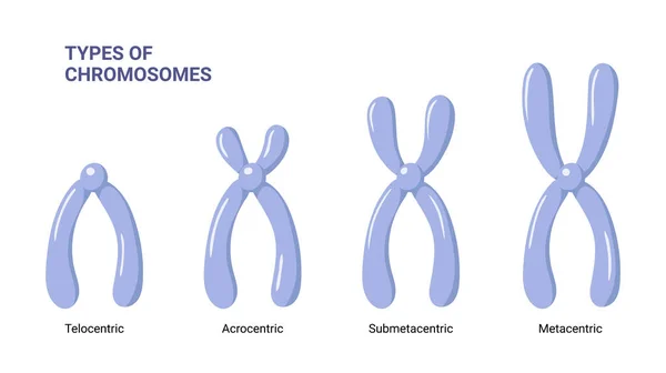 Tipos Cromossomas Ilustração Vetorial Isolados Fundo Branco — Vetor de Stock