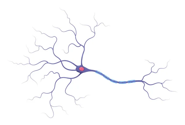 Illustration Neuron Anatomy Structure Vector Infographic Nerve Cell Axon Myelin — Stock Vector
