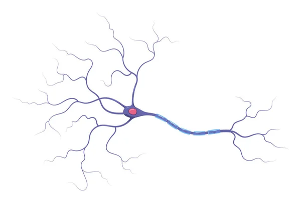 Illustration Anatomie Des Neurones Structure Infographie Vectorielle Axone Des Cellules — Image vectorielle