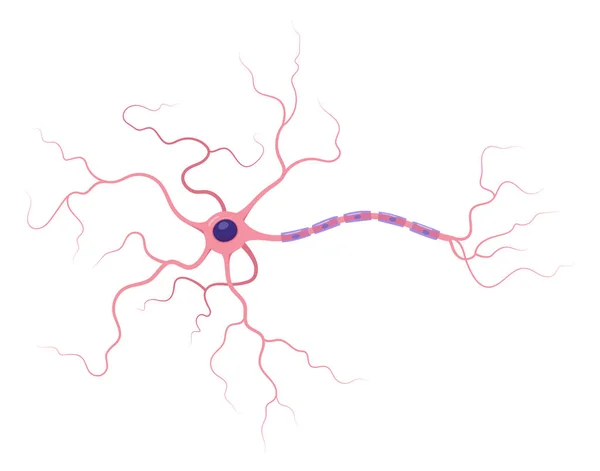 Illustration Neuronanatomi Strukturen Vektor Infographic Nervcell Axon Och Myelin Slida — Stock vektor