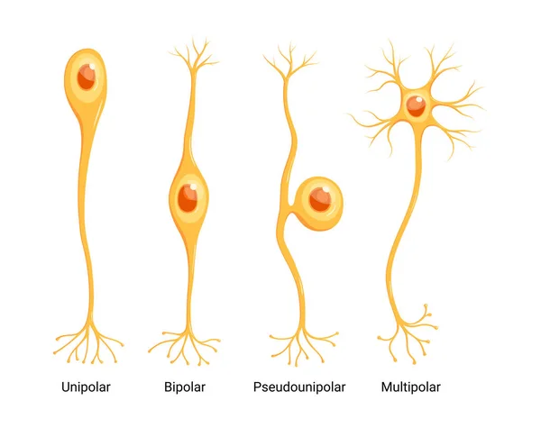 Vektor Neuron Típusok Elszigetelt Fehér Alapon Egypólusú Bipoláris Többpólusú Álpólusú — Stock Vector