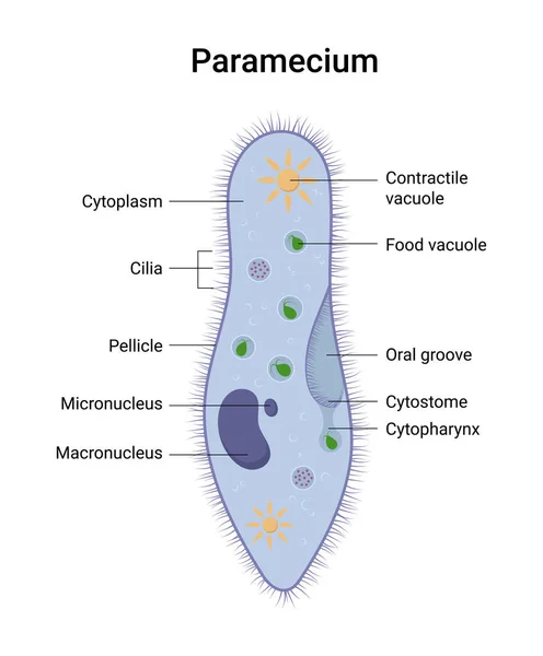 Vektorstruktur Von Paramecium Caudatum Pädagogische Illustration — Stockvektor