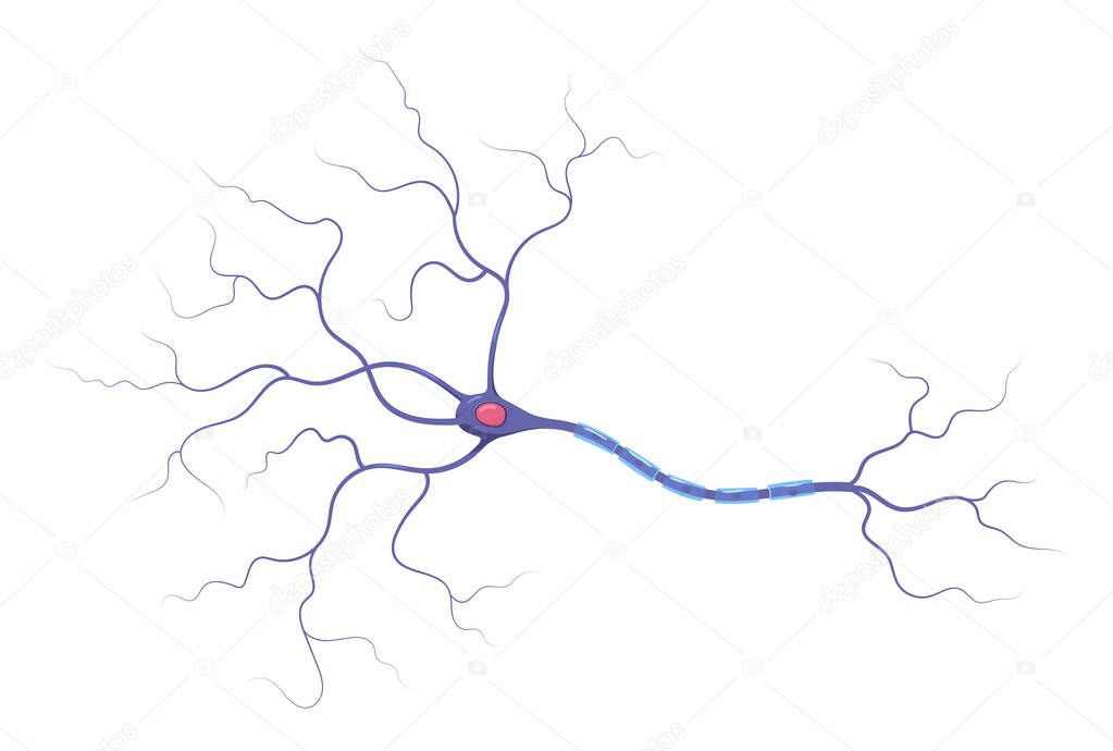 Illustration of neuron anatomy. Structure. Vector infographic (nerve cell axon and myelin sheath)