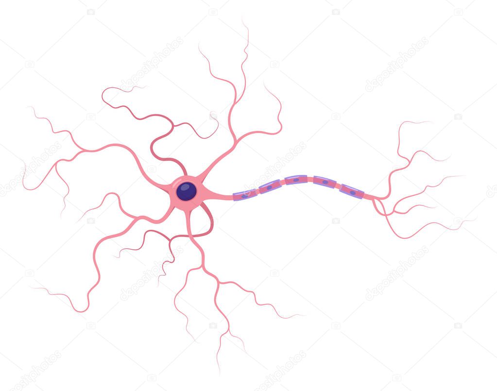 Illustration of neuron anatomy. Structure. Vector infographic (nerve cell axon and myelin sheath)