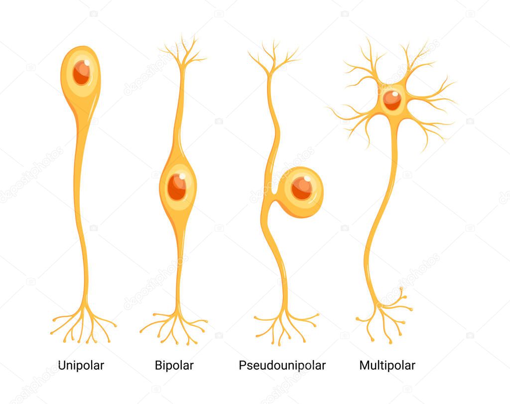 Vector Neuron Types isolated on white background. Unipolar, bipolar, multipolar and pseudounipolar.
