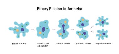 Binary fission in amoeba. Vector educational illustration. Reproduction clipart