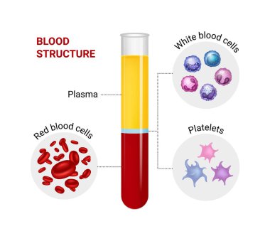 Kan bileşiminin vektör diyagramı. Kırmızı, beyaz kan hücreleri ve trombositler..