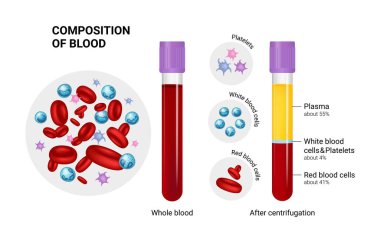 Kan bileşiminin vektör diyagramı. Kırmızı, beyaz kan hücreleri ve trombositler..