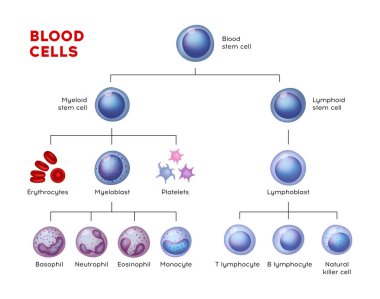 Vektör tip kan hücreleri. Eritrositler, eozinofiller, nötrofil, trombositler, lökositler, lenfositler, monositler, basophil vs. Eğitim grafiği