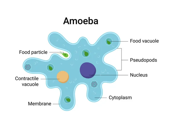 Vektorová Ilustrace Anatomie Améby Vzdělávací Struktura — Stockový vektor