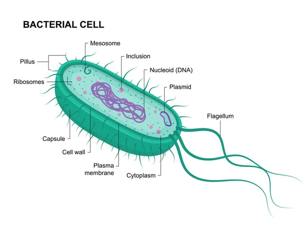 白地に単離されたベクター細菌細胞解剖学 教育用イラスト 原核生物の構造 — ストックベクタ