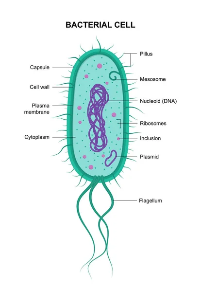 Vector Bacterial Cell Anatomy Isolated White Background Educational Illustration — 图库矢量图片