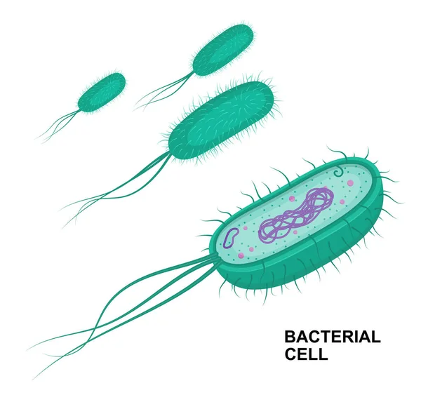 白地に単離されたベクター細菌細胞解剖学 教育用イラスト 原核生物の構造 — ストックベクタ