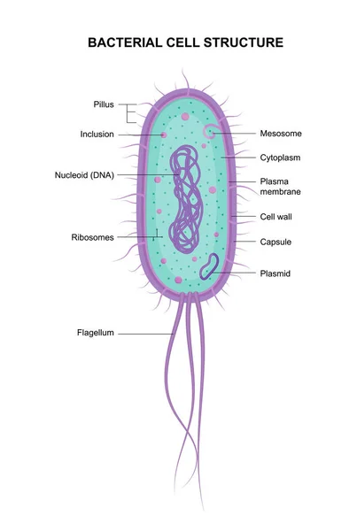 Векторная Бактериальная Анатомия Выделена Белом Фоне Образовательная Иллюстрация — стоковый вектор