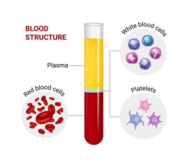 Schéma Vectoriel Composition Sanguine Globules Rouges Blancs Plaquettes — Image vectorielle