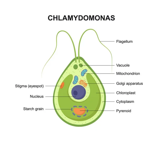 Egy Chlamydomonas Vektor Keresztmetszete Algasejt Szerkezete — Stock Vector