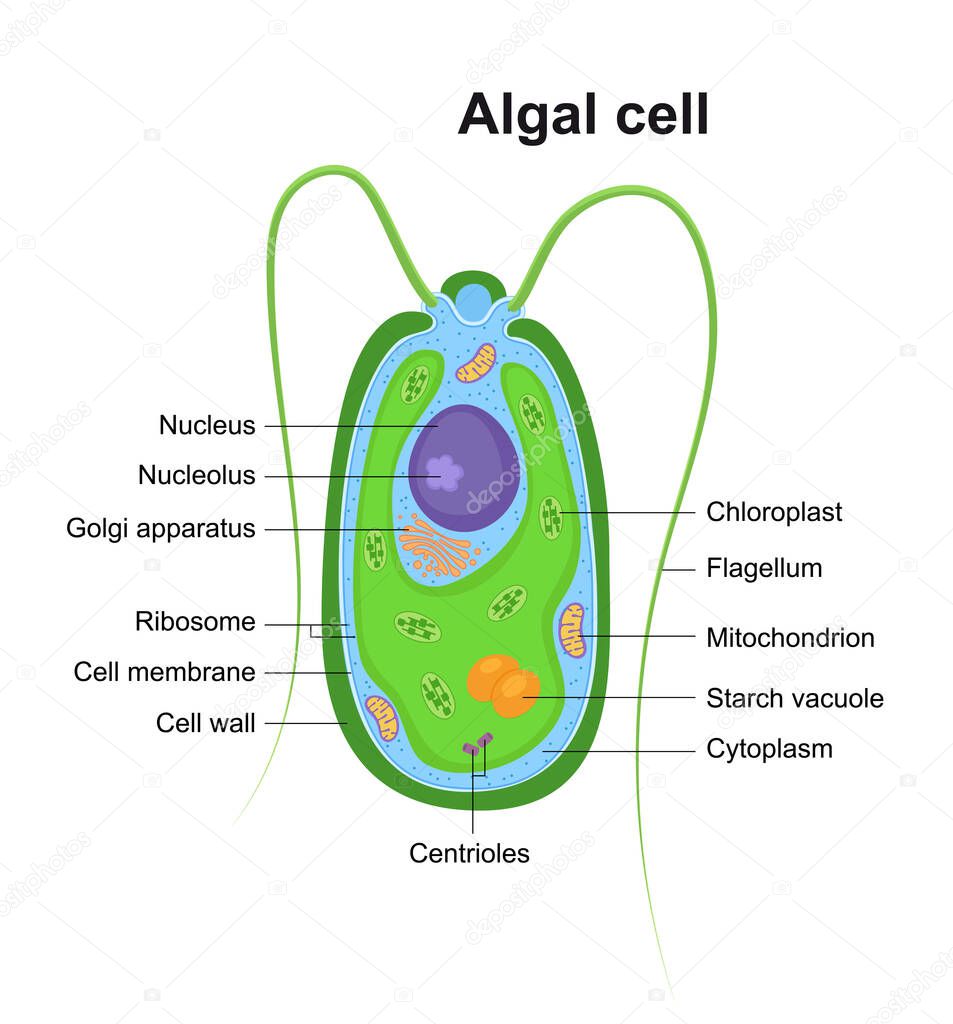 Vector illustration of Eukaryotic Algal Cell. Educational infographic. Anatomy