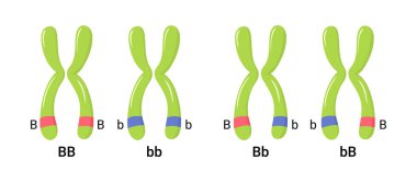 Vector illustration of heterologous and homologous chromosomes clipart